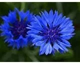 Miniatura 7 de Semillas de botón de aciano/soltero a granel sin OMG - Tall Blue Centaurea cyanus (1 lb) 90,000 semillas