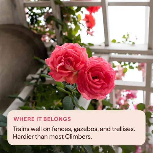 Miniatura 7 de Rosas trepadoras de reliquia, planta de raíz propia viva para jardín al aire libre, America™, zonas de rusticidad muy fragantes 5-10, floración
