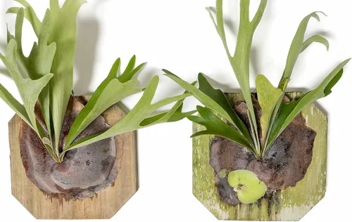 Miniatura 3 de Air Plant Shop Helecho cuerno de ciervo montado en una tabla de cedro - al por mayor y a granel - Live Platycerium bifurcatum - Plantas