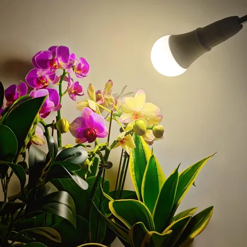 Miniatura 2 de Bombilla LED de cultivo A19 - Base E26 de espectro completo, 11 W (equivalente a 100 W) para plantas de interior, flores, invernadero, paquete de 2