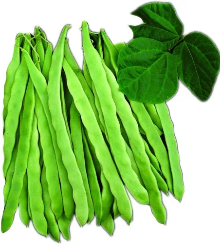 Miniatura 3 de Park Seed Semillas de frijol Cobra Pole – Variedad de escalada francesa con llamativas flores moradas, vainas tiernas sin cuerdas, temporada