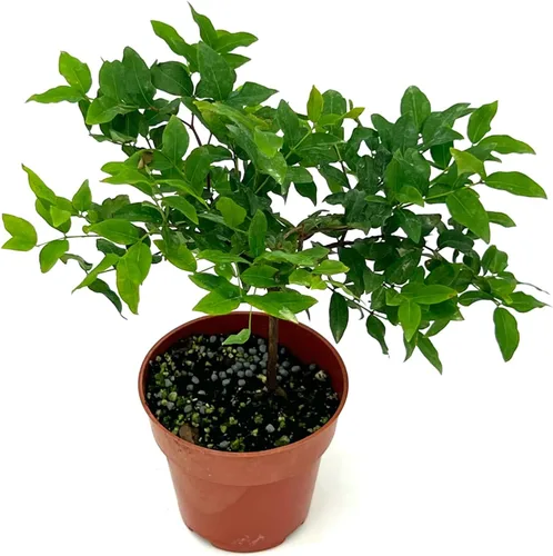 Miniatura 4 de ragnaroc Árboles frutales vivos – Plinia cauliflora Jaboticaba de 9 a 12 pulgadas de alto en maceta de 4 pulgadas – 1 ct – Color cuando florece
