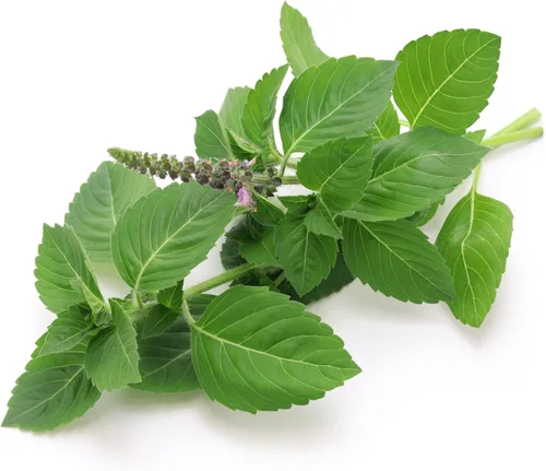 Miniatura 8 de TKE Farms & Gardens - Semillas de albahaca tailandesa para plantar, más de 500 semillas de reliquia sin OMG, hierba fácil de cultivar, jardinería