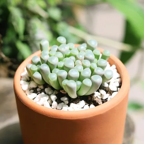 Miniatura 8 de Baby Toes Fenestraria Aurantiaca Succulent (maceta de plástico de 2 pulgadas) Suculenta rara para ideas de regalo