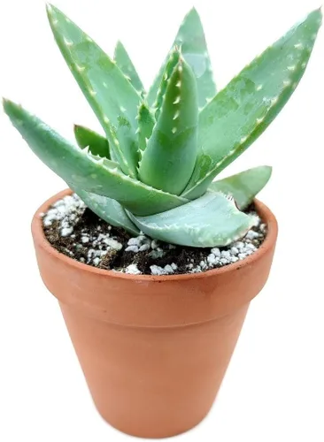Miniatura 2 de Suculentas vivas de aloe brevifolia de 2 pulgadas de hojas cortas, suculentas con poca luz de 2 pulgadas, suculentas vivas y saludables, ideas