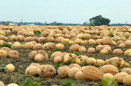Miniatura 3 de TomorrowSeeds - Semillas de calabaza Dickinson - Paquete de más de 20 unidades - para 2024 (Kentucky Field), parche de bronceado, calabazas