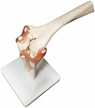 Miniatura 2 de BoNew Modelo anatómico de la articulación del codo de tamaño real Esqueleto - Anatomía médica humana