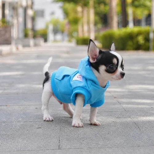 Miniatura 6 de LOPHIPETS Sudaderas con capucha de algodón para perros pequeños, chihuahua, ropa para cachorros, abrigo para clima frío, color azul Cambridge