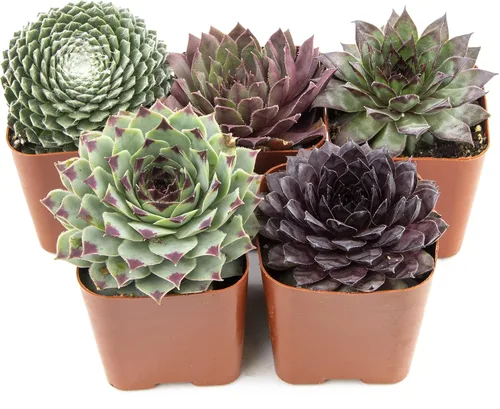 Sempervivum - Plantas suculentas decorativas (5 unidades), plantas vivas de interior, plantas de interior vivas, regalos de jardinería para amantes