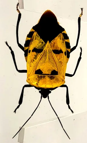 Miniatura 19 de 44mm Hormiga gigante tropical real en resina de lucita transparente cristalina, espécimen preservado Pseudoneoponera Rufipes, taxidermia