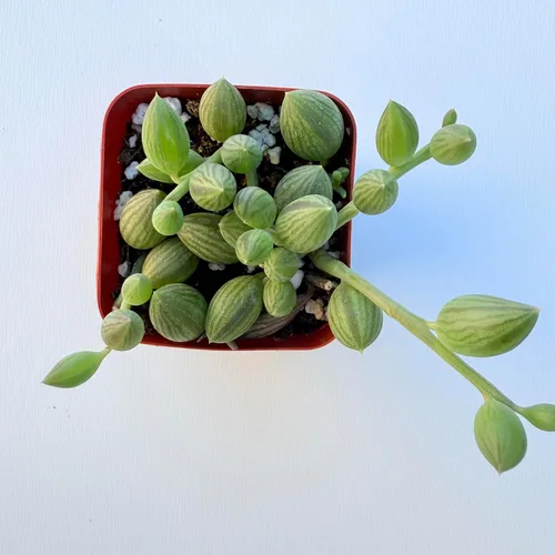 Miniatura 14 de Plantas suculentas vivas, variedades variadas en dos tamaños de maceta, plantas de fácil cuidado para interiores y exteriores, GNEM