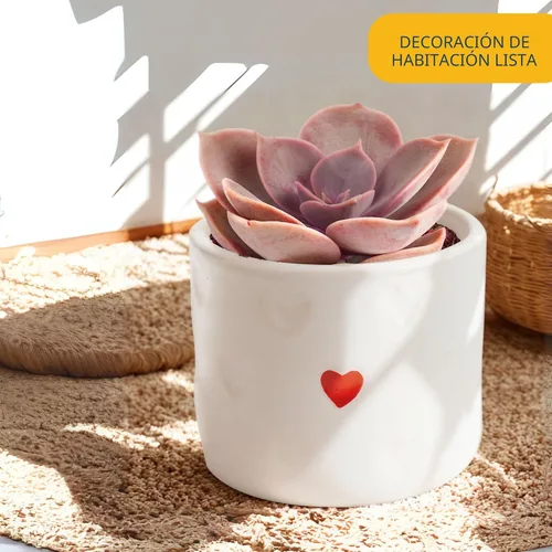 Miniatura 2 de Costa Farms Mini planta viva suculenta en maceta decorativa, fácil de mantener, planta de interior suculenta, perfecta para decoración del hogar