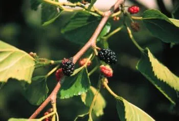 Morus rubra: Semillas de morera roja o americana