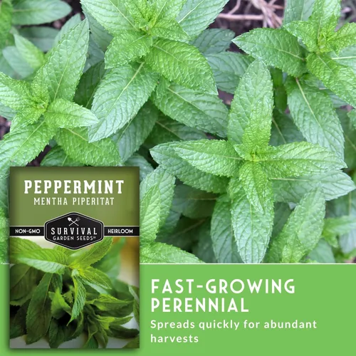 Miniatura 4 de Survival Garden Seeds - Semillas de menta para plantar - Mentha Piperita 3 paquetes con instrucciones para plantar y cultivar deliciosa menta en tu