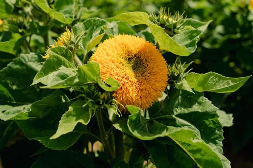 Miniatura 9 de Plant Good Seed Semillas de girasol orgánicas Double Goldy F1 – Paquete de 50, semillas tradicionales para plantar flores, suministros