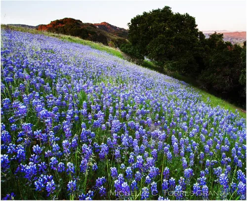 Miniatura 3 de Flores silvestres mixtas nativas de California: 10,000 semillas aproximadamente