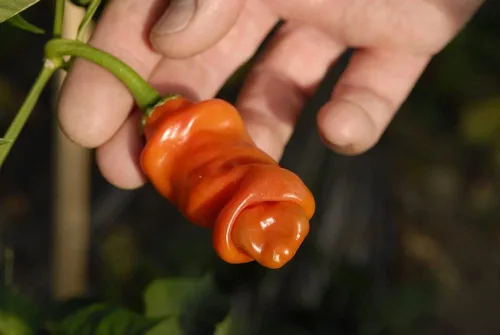 Miniatura 6 de Semillas de pimiento exótico para plantar - (pimienta de 5 colores)