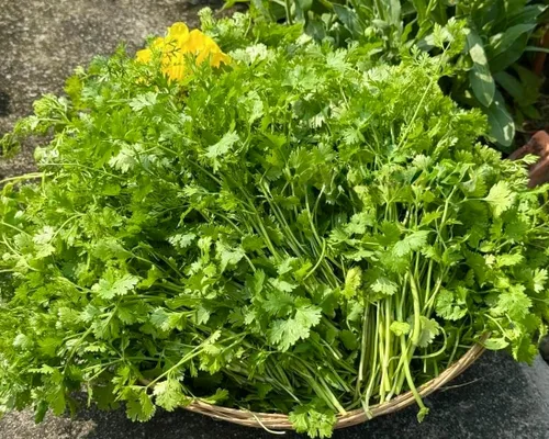Miniatura 5 de Más de 1000 semillas de cilantro de primera calidad – Ngò Rí, cilantro, perejil chino – Sin OMG, reliquia, tasa de germinación del 99% – Semillas