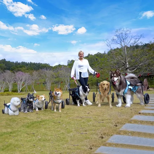 Miniatura 8 de celestaura Silla de ruedas para perros para patas traseras, carrito para silla de ruedas para perros, sillas de ruedas para perros y gatos con patas