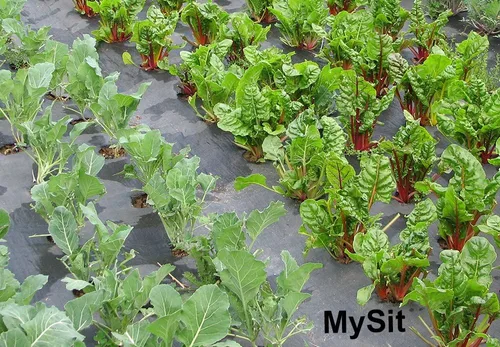 Miniatura 6 de MySit Estacas de jardín de 12 pulgadas, grapas de paisaje, estacas de tienda de campaña de 11Ga, 200 unidades, estacas de metal de acero galvanizado