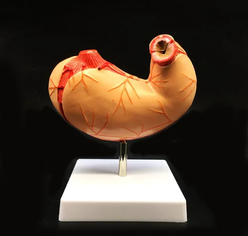 Miniatura 5 de Modelo de estómago humano de tamaño real Modelo anatómico Anatomía para ciencia Exhibición de estudio de aula Modelo médico de enseñanza 2 piezas