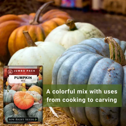 Miniatura 6 de Sow Right Seeds - Semillas de calabaza mixtas a granel para plantar - 1 onza, 140 semillas - Paquete jumbo de reliquia sin OMG - Incluye azúcar