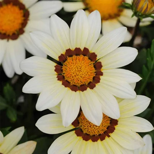 Miniatura 7 de New Day Series Gazania Flower Garden Seeds - Sombras de bronce - 100 semillas - Semillas anuales de jardinería de flores - Gazania splendens Rose