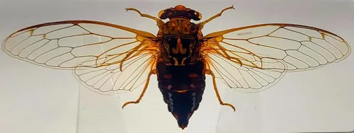 Miniatura 18 de 44mm Escorpión real asiático gigante en resina de lucite transparente cristal, especímenes de artesanía, insectos de animales varios, colección