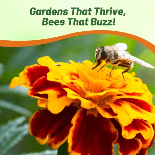 Miniatura 4 de Outsidepride Tagetes Patula Durango Bee French Marigold Garden Flower Seed - 250 Semillas Abeja francesa