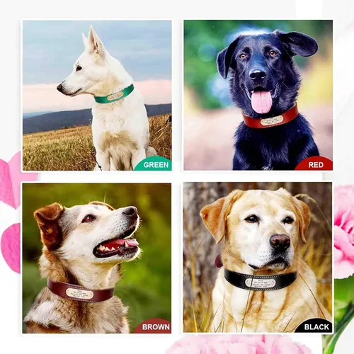 Miniatura 2 de Didog Collares de perro de cuero genuino con placa de identificación grabada, collar de perro de cuero suave personalizado con etiqueta de Verde