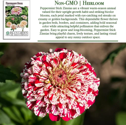 Miniatura 3 de Semillas de zinnia "Peppermint Stick" para plantar, más de 100 semillas de flores por paquete, semillas de jardín de Isla