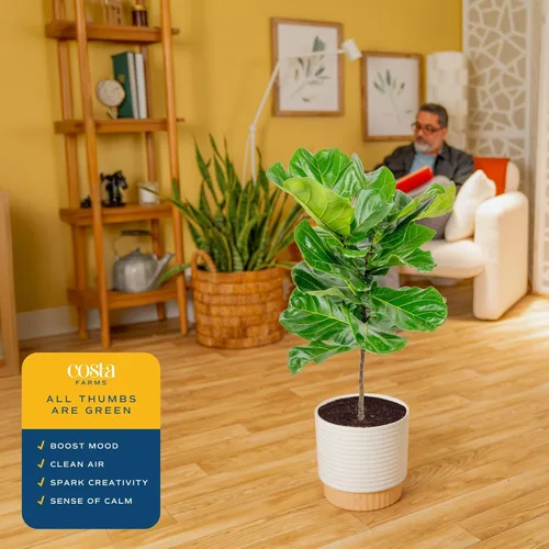 Miniatura 5 de Costa Farms Árbol de higuera de hoja de violín, Ficus Lyrata vivo de 3 a 4 pies, purificador de aire, grande, fácil de mantener, planta de piso