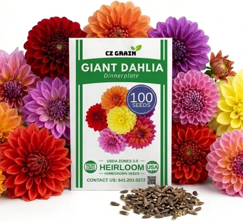 Plato gigante de semillas de flores de dalia, mezcla exótica de más de 100 semillas, dalias de flores grandes, colores vibrantes, flores de jardín