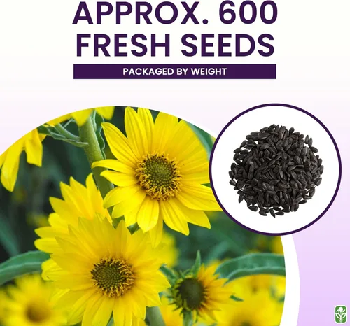 Miniatura 3 de Maximilian Semillas de girasol - Atrae abejas y mariposas - Girasol perenne nativo de América del Norte, aproximadamente 600 semillas