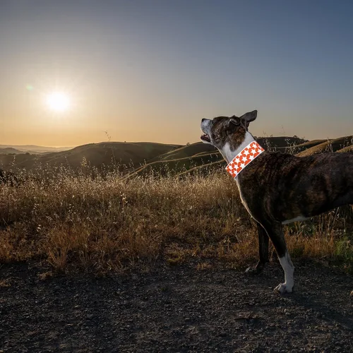 Miniatura 6 de SafetyPUP XD Collar reflectante para perro – Collar de perro naranja resplandeciente, cierre ajustable para un collar personalizable de alta