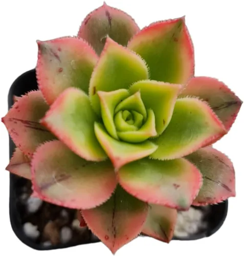 Miniatura 8 de Plantas de cactus suculentas vivas de USKC (maceta de 2 pulgadas) (Adromischus Maculatus)