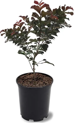 Miniatura 4 de American Plant Exchange Black Diamond Shell Pink Crape Myrtle Tree Live, maceta de 1 galón, 1-1.5 pies de alto, flores rosas vibrantes, tolerantes a