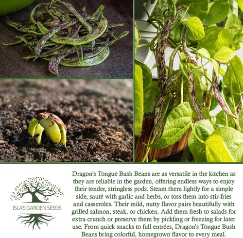 Miniatura 6 de Semillas de frijol Dragon's Tongue Bush (Dragon Langerie) – Más de 25 semillas sin OMG y reliquias, Phaseolus vulgaris, cápsulas de crema coloridas