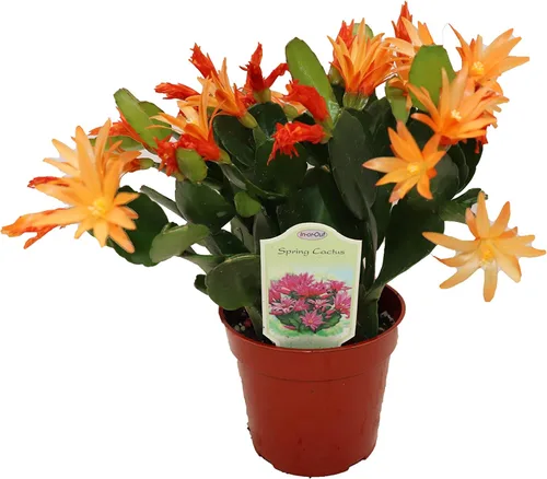 Miniatura 9 de Cactus Zig Zag - 4" de California Tropicals