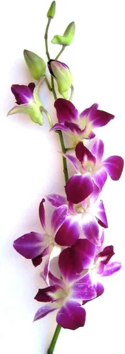 Miniatura 2 de PLANTA DE ORQUÍDEA DE DENDROBIO HAWAIANO 2" MACETA ~ CRECIR HAWAII