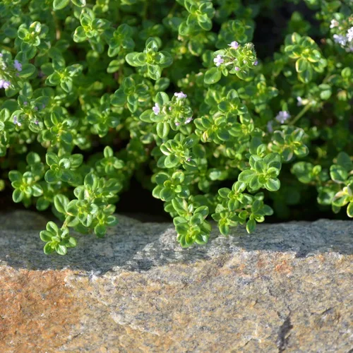 Miniatura 4 de 400 semillas de tomillo limón semillas de hierbas de flores, impresionante crecimiento rápido