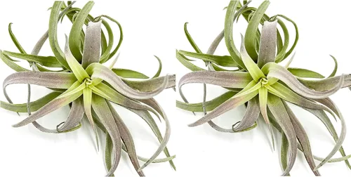 Miniatura 22 de ragnaroc Planta de Aire Viva – Tillandsia Capiput, Jumbo 6-9” - 2 unidades - Llegada Viva Garantizada - Plantas de Casa para Decoración del Hogar