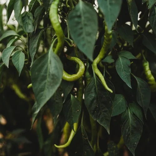 Miniatura 4 de Tatli Kil Sivri (Sweet Sivri) Pimienta turca - 25 semillas - Variedad de reliquia y polinizada abierta, cultivadas en Estados Unidos, semillas