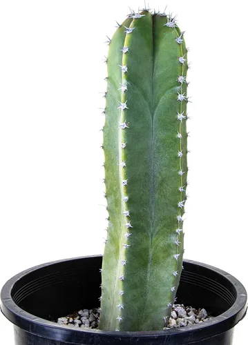 Cactus Outlet - Senita Live Cactus, plantas de cactus vivas, plantas vivas para uso en interiores y exteriores, 12 a 18 pulgadas