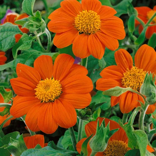 Miniatura 7 de Outsidepride Goldfinger - Semillas de girasol mexicano – 1000 piezas anuales, fáciles de cultivar, semillas de flor naranja Tithonia Speciosa