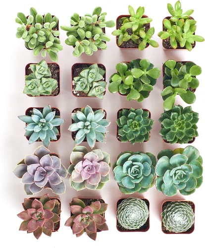 Miniatura 3 de Shop Succulents Colección surtida Surtido variado de plantas suculentas reales de interior, totalmente arraigadas, paquete de 20 unidades B