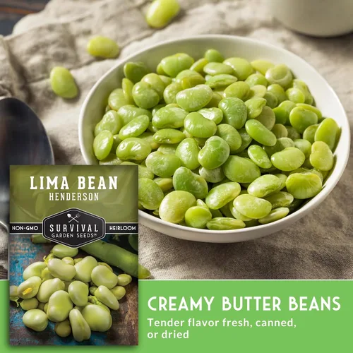 Miniatura 4 de Semillas de lima para plantar – Semillas de frijol Henderson Butter para jardines y proyectos científicos en el aula, variedad autóctona sin OMG