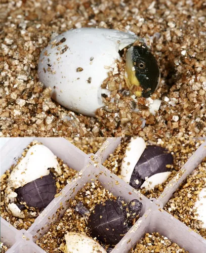 Miniatura 4 de Vermiculita orgánica 1 qt de Doter, aumenta la retención de agua y nutrientes y airea el suelo, perfecta para esquejes de raíces, germinación