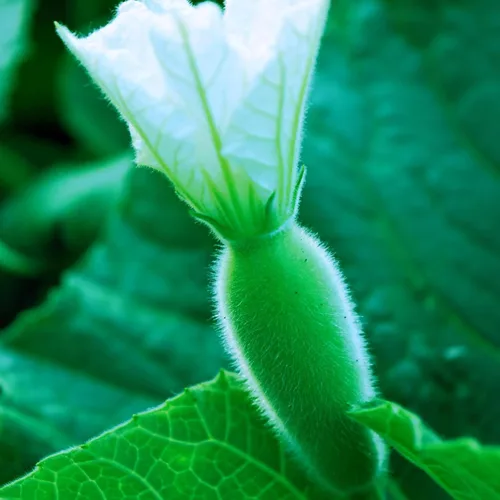 Miniatura 6 de 25 piezas de semillas de calabaza de botella larga india para plantar, semillas de vegetales sin OMG para el jardín del hogar, terraza, jardineras