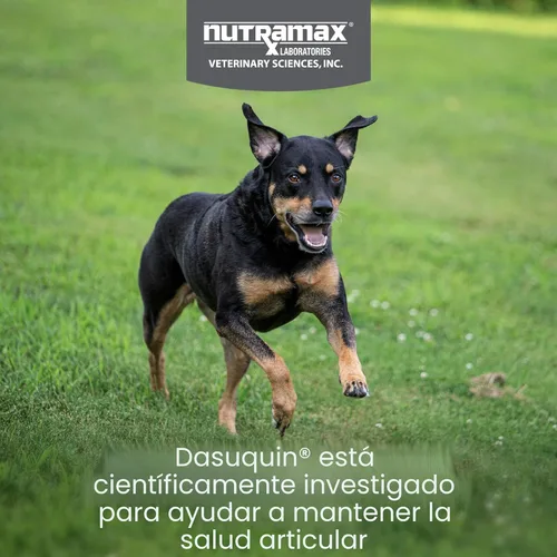 Miniatura 2 de Nutramax Dasuquin para perros pequeños a medianos, suplemento de salud articular, contiene glucosamina para perros, además de condroitina, ASU